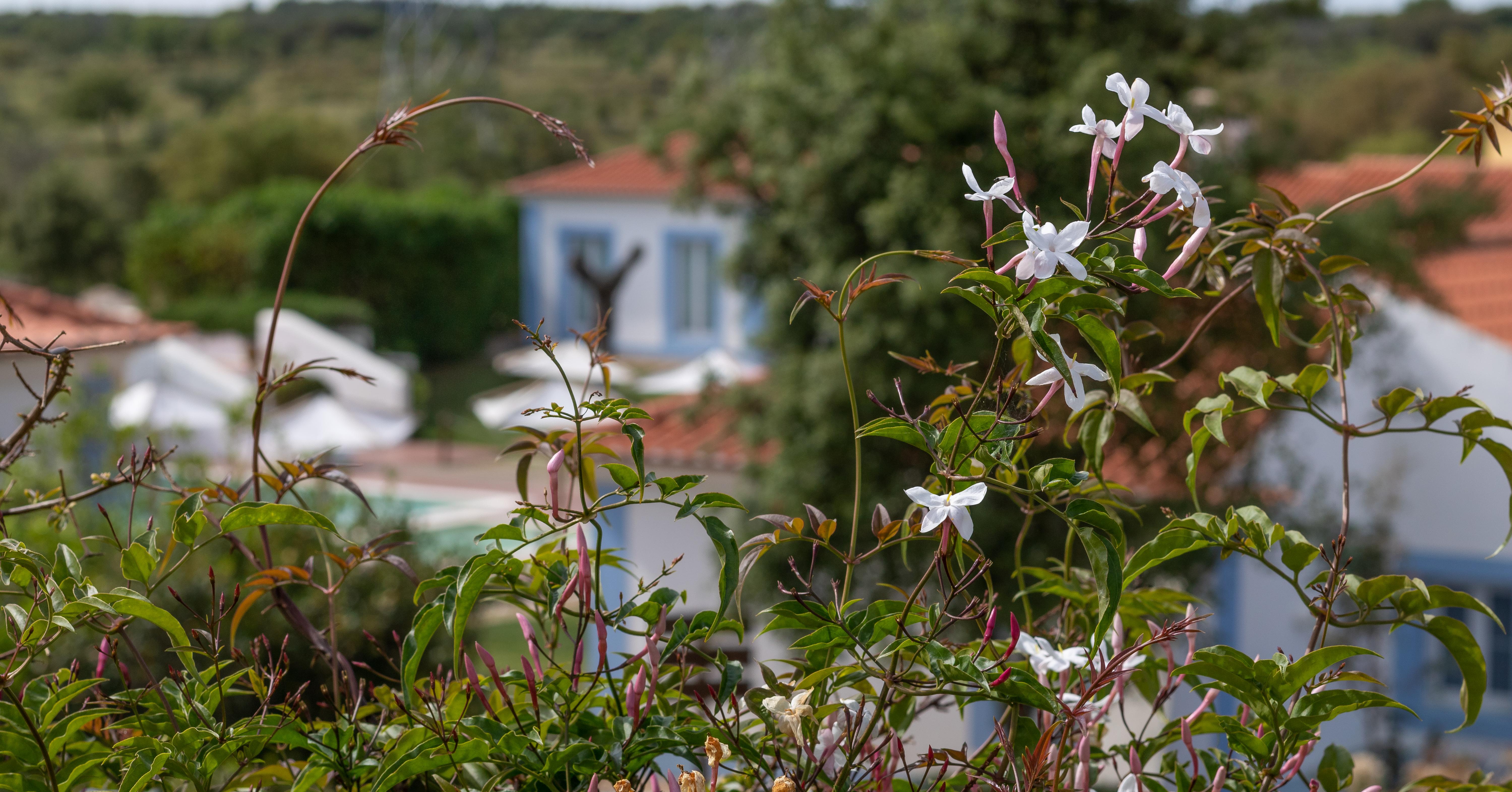 Abela Monte Do Giestal - Casas De Campo & Spa מראה חיצוני תמונה