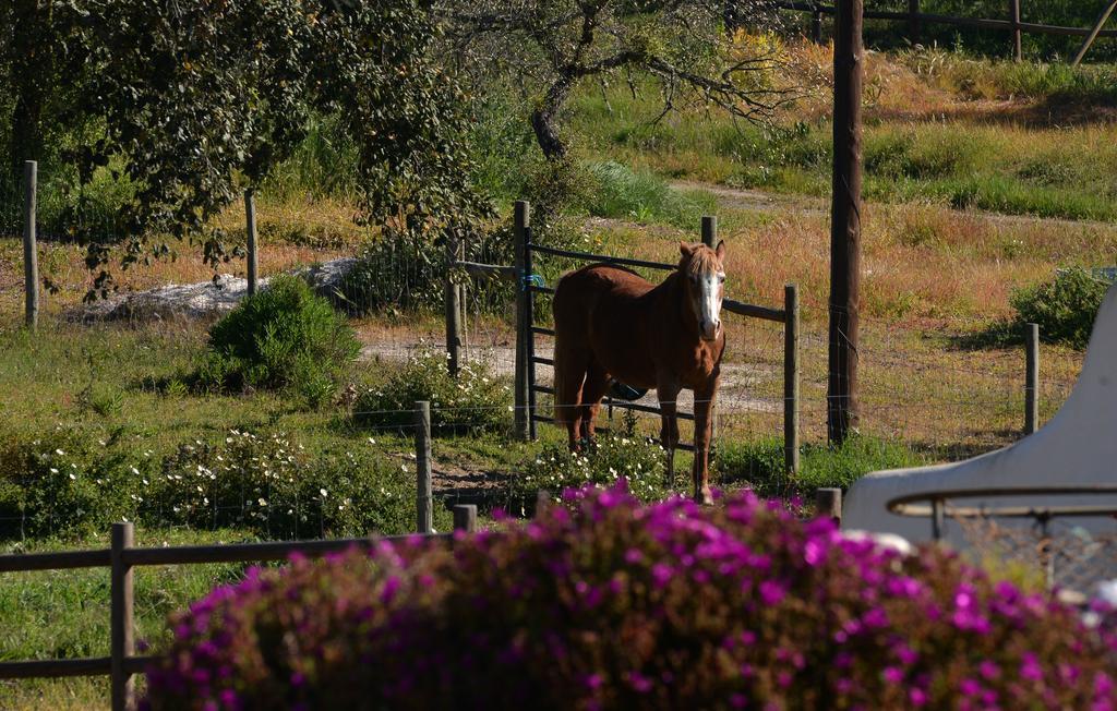 Abela Monte Do Giestal - Casas De Campo & Spa מראה חיצוני תמונה